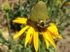 rudbeckia glaucescens - waxy coneflower