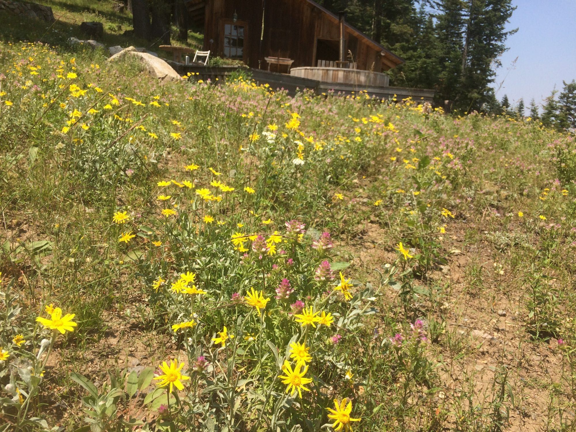 Landscaped native plant meadow in the Siskiyou Mountains