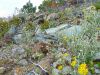 wildflowers after wildfire are a boon for pollinators
