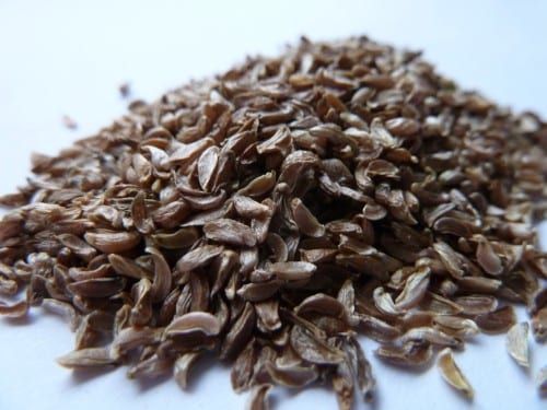 Beargrass Seeds (Xerophyllum Tenax