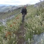 Luke on the Boundary Trail in the Kangaroo Roadless Area, on the edge of the Red Buttes Wilderness. This wonderful profusion of wildflowers followed the Fort Goff Complex fire of 2012.