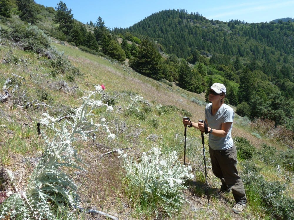 Suzie with western thistle (Cirsium occidentale) in the Applegate Foothills
