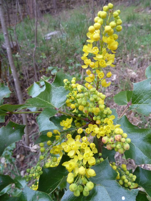 Berberis (Mahonia) aquifolium - Tall Oregon grape - Image 3