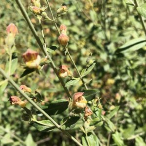 Keckiella lemmonii-Bush beardtongue