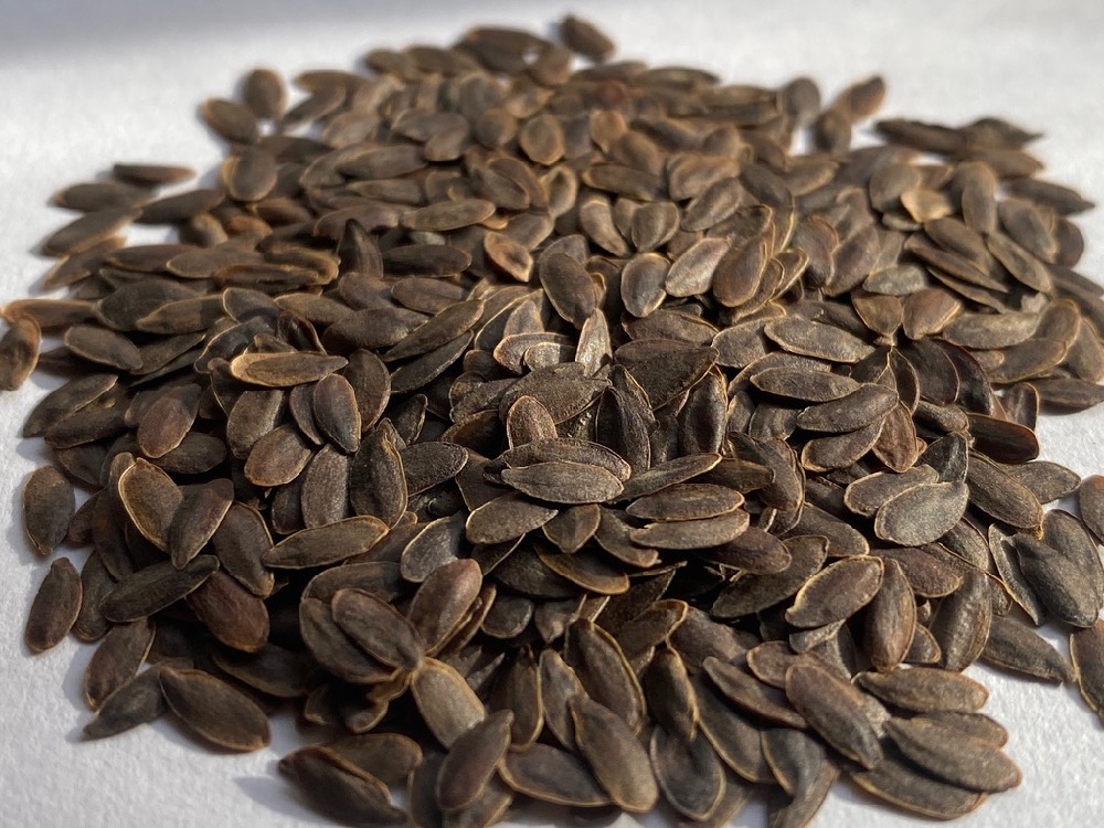 Linum lewisii-Blue wild flax - Image 5