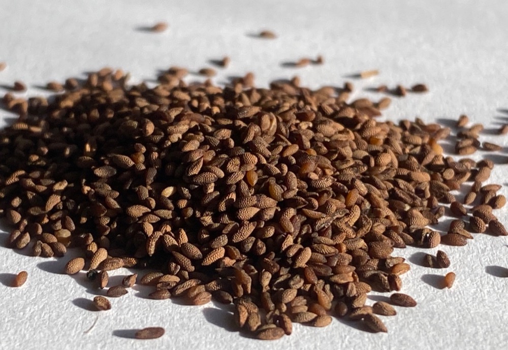 Phacelia heterophylla-Varileaf phacelia - Image 5