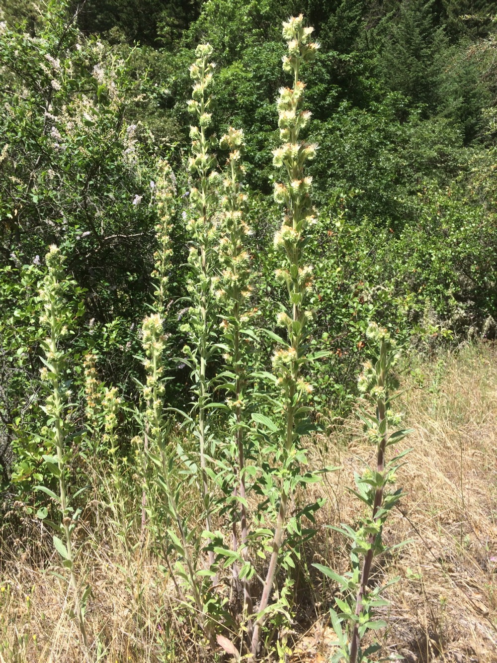 Phacelia heterophylla-Varileaf phacelia - Image 3