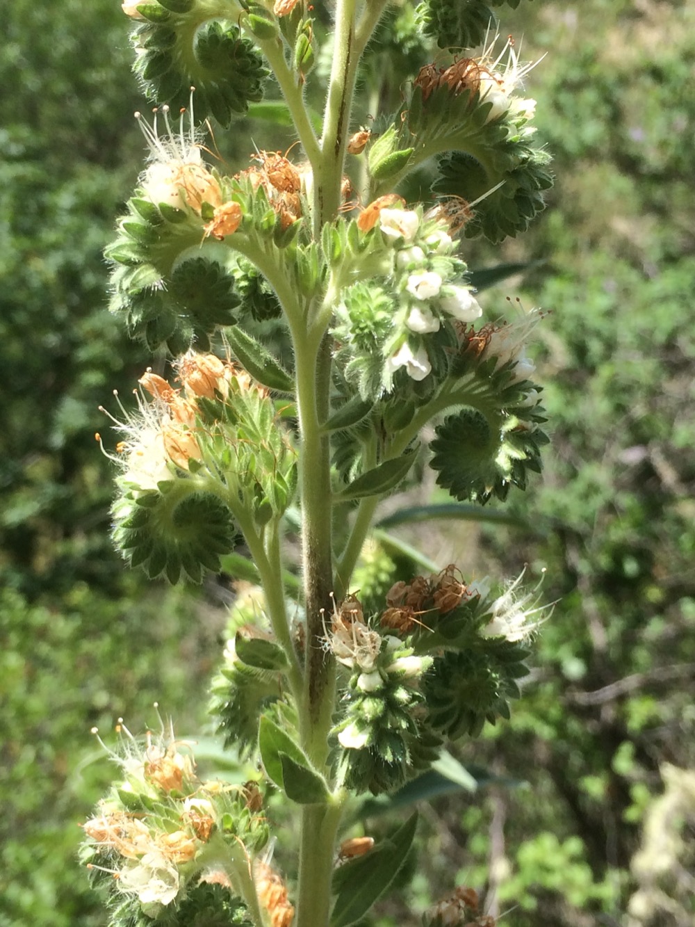 Phacelia heterophylla-Varileaf phacelia - Image 4