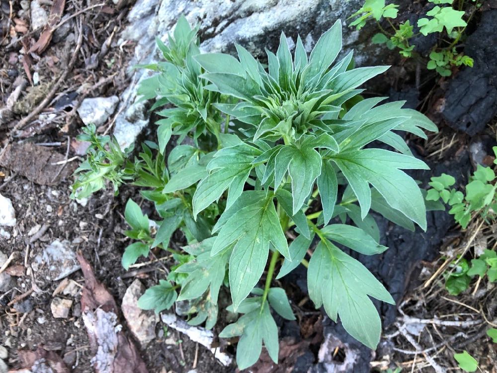 1000 Graines De Phacélie - Engrais Vert, Plante Mellifère - Pour Potager, Permaculture, Apiculture