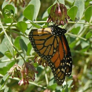Hosackia crassifolia-Broad leaved lotus