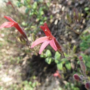 Keckiella corymbosa-Red beardtongue