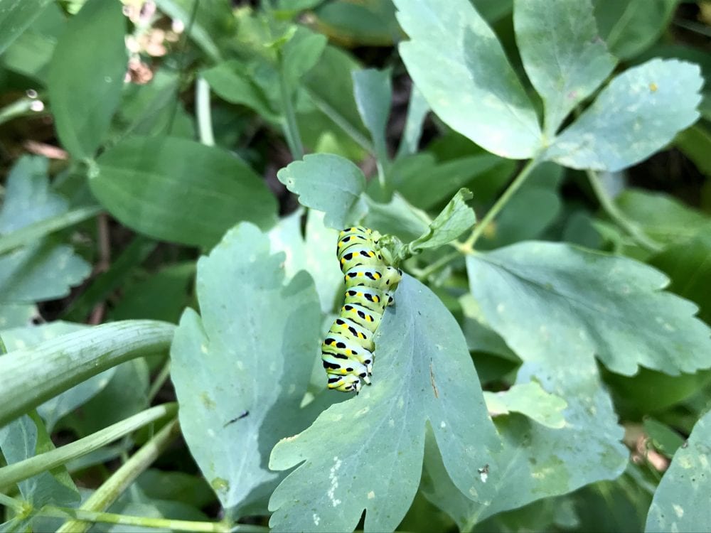 Anise swallowtail caterpillar on California lomatium