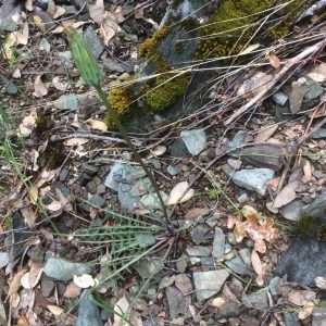 Agoseris retrorsa - Spearleaf mountain dandelion