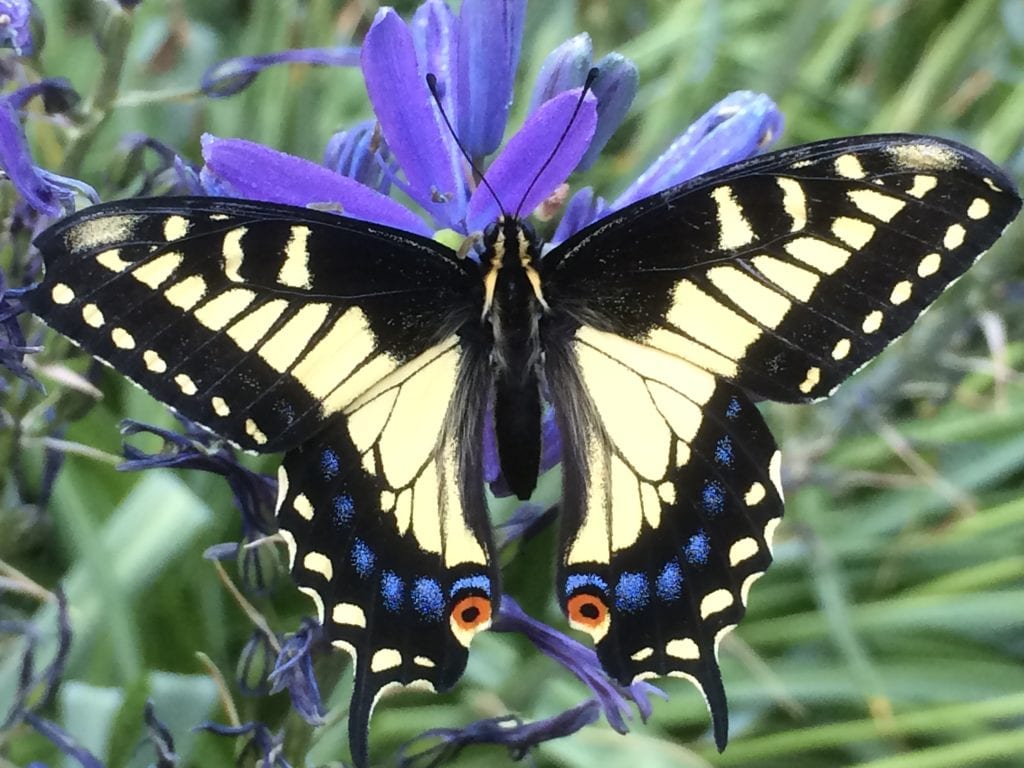 Anise swallowtail butterfly