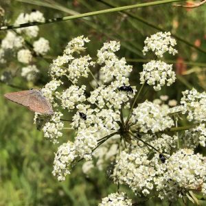 Ligusticum grayi - Gray's lovage