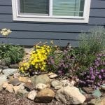 Landscaping with natives in the Klamath-Siskiyou