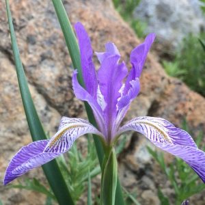 Iris missouriensis-Western blue flag