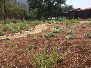 Landscaping with natives in the Klamath-Siskiyou