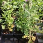 Western verbena-Verbena lasiostachys