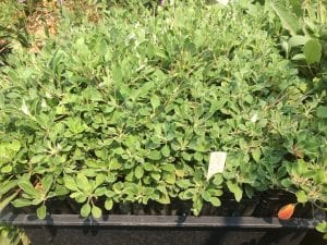 Sulphur flower buckwheat-Eriogonum umbellatum