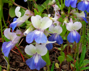 Collinsia grandiflora-Giant blue eyed mary