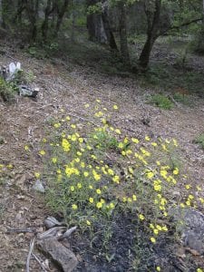 Native plants in seeded into burn pile