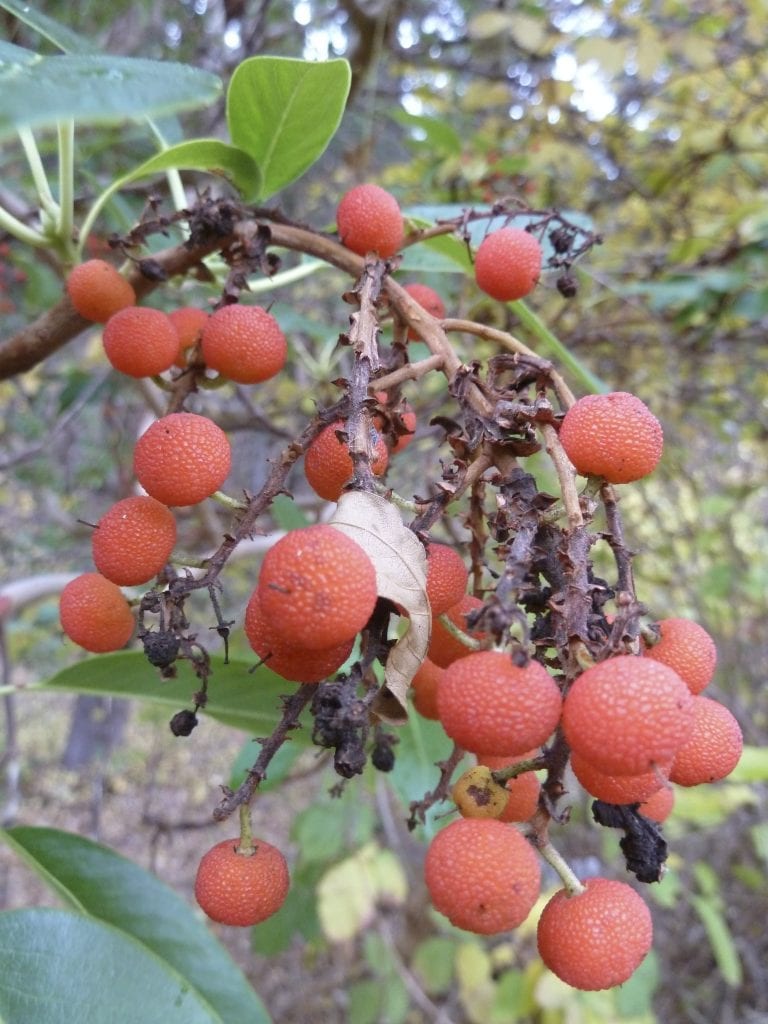 Arbutus menziesii-Pacific madrone - Klamath Siskiyou Native Seeds