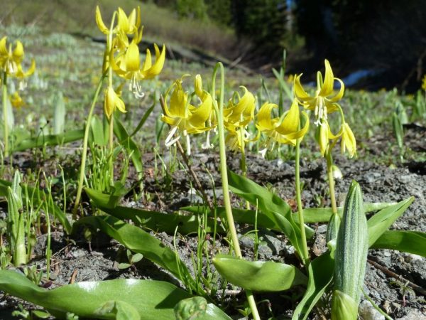 Erythronium grandiflorum-Glacier lily