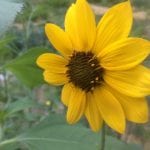 Helianthus bolanderi-Bolander's sunflower