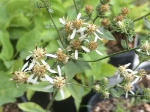 Sericocarpus oregonensis-Oregon whitetop aster