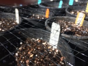 bird netting on native seed pots