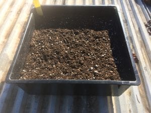 seed tray ready for seed