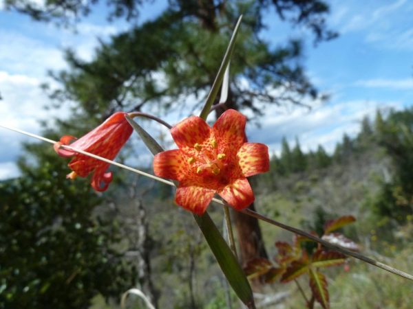 Scarlet fritillary (Fritillaria recurva)