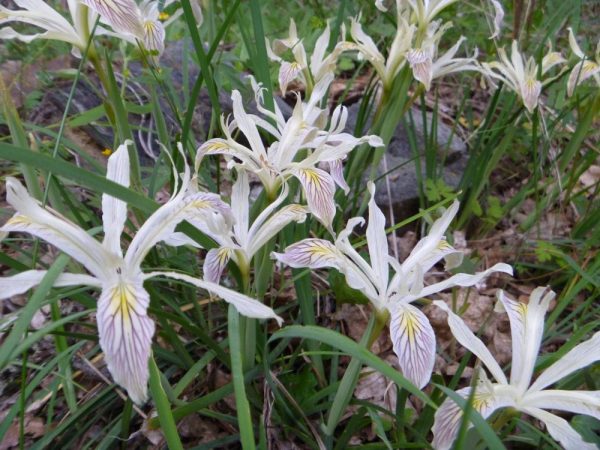 Iris chrysophylla_yellow leaved iris