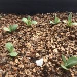 Cirsium ciliolatum seedlings