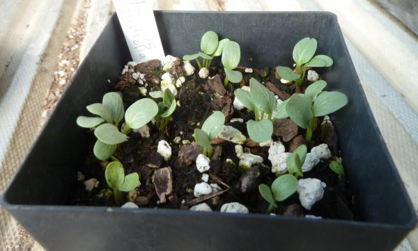 Asclepias cordifolia seedlings
