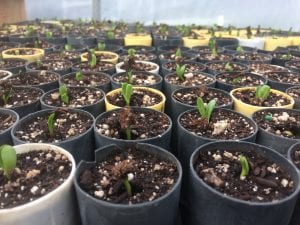 Wyethia angustifolia seedlings in tubes