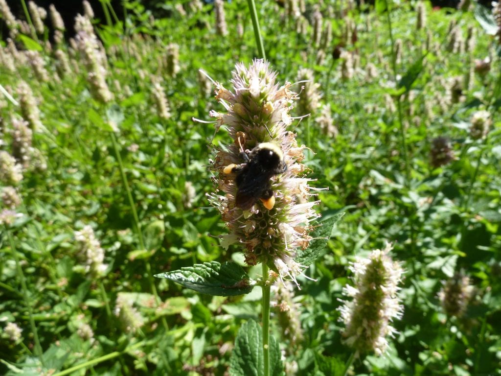 Agastache urticifolia bumble bee