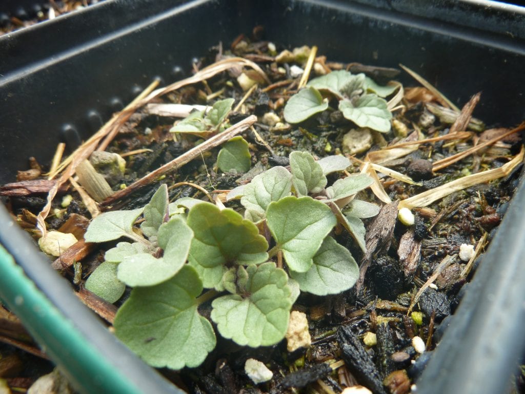 Agastache urticifolia seedlings