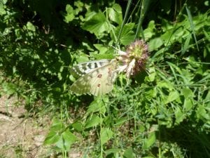 Agastache urticifolia-parnassian butterfly