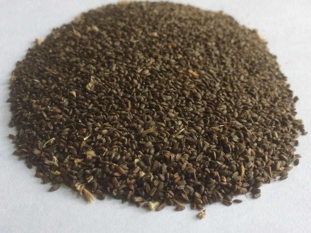 Agastache urticifolia seed