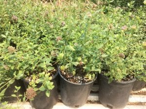 Monardella odoratissmia - Coyote mint plants