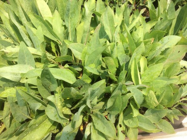 Rudbeckia glaucescens - Waxy coneflower plants