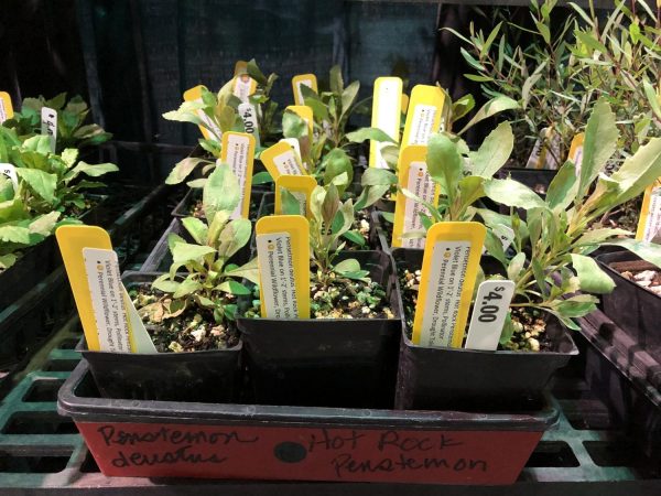 Jackson County Master Gardener's hot rock penstemon plants grown from KSNS seeds!