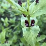 Lonicera conjugialis-Purpleflower honeysuckle