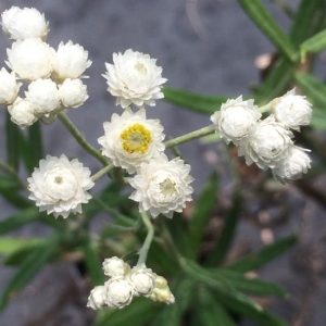 Anaphalis margaritacea-Pearly everlasting