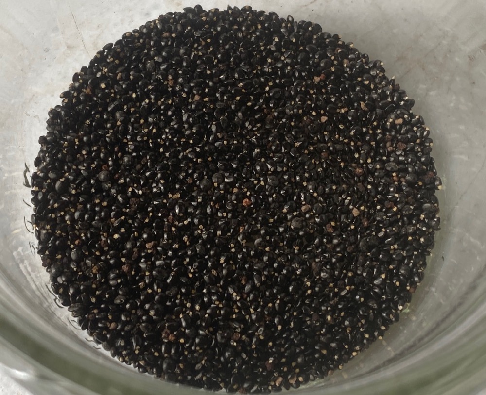 Claytonia perfoliata - Miner's lettuce - Image 2