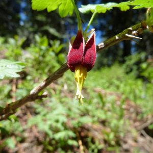 Ribes marshallii - Marshall's gooseberry