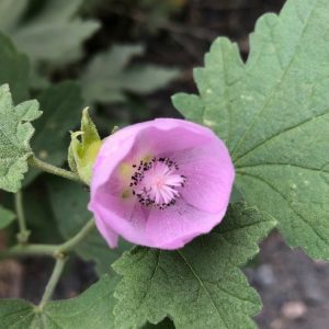 Iliamna latibracteata - California globe mallow