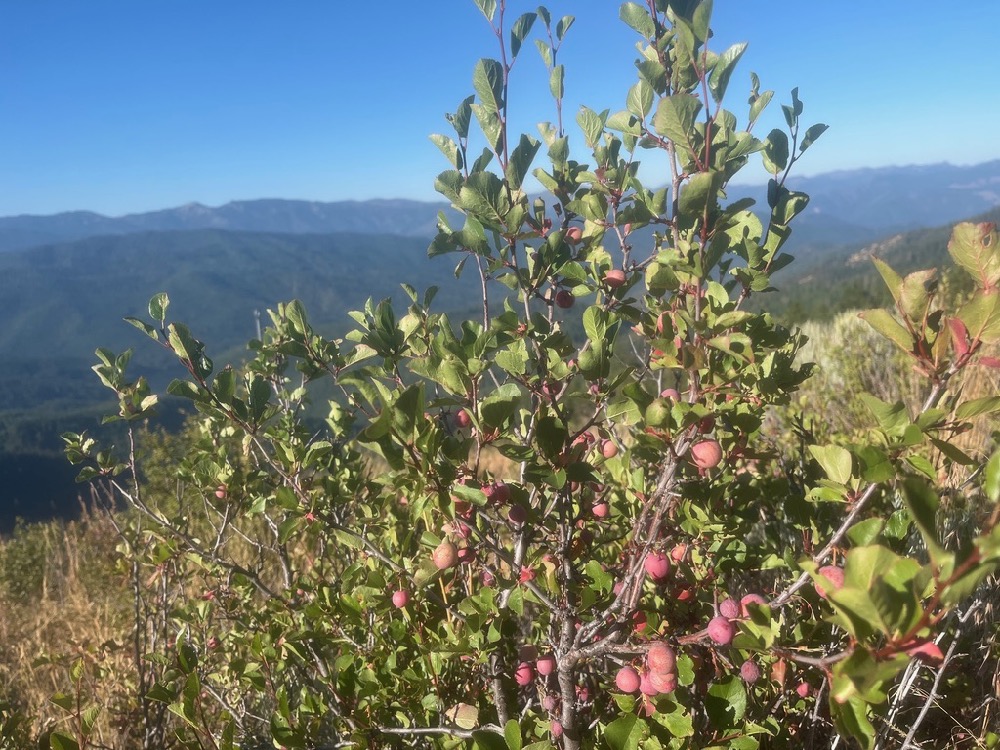 Prunus subcordata - Klamath plum - Image 4